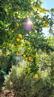 The Hamlet House - 5