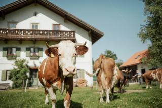 Biohof Dimper - Campingplatz - keine Zimmer - 4