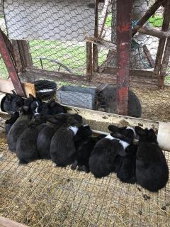 Vintage Airstream Ideal for a Glamping Getaway near Fort Worth, Texas - 9