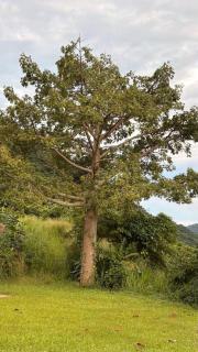 Charming Jayuya room with City, Garden, and Mountain Views - 5