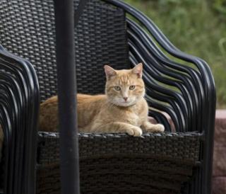 Charming Pet-Friendly Accommodation on a Beautiful Property near Caney Fork, Tennessee - 2