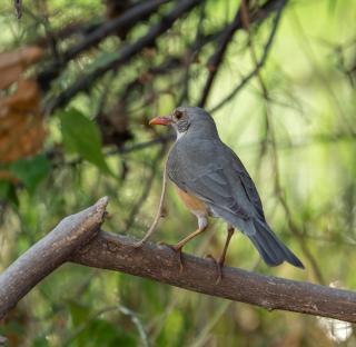 Khwai Game Lodge and Campsite - 4