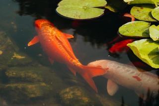 Verde Verdilhão Villa -  - 2