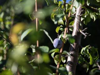 Holiday Home Villa Roduit by Interhome - Le Châble - 5