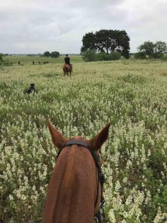 Unique Farm-Stay Cabin on Idyllic Pastureland in Wilson County, Texas - 1