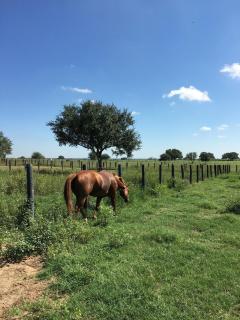 Unique Farm-Stay Cabin on Idyllic Pastureland in Wilson County, Texas - 3