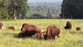Cozy Cabin with Spa and Picnic Space in Marshall, Arkansas - 7