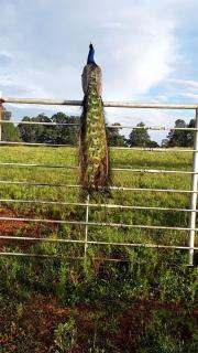 Cozy Cabin with Spa and Picnic Space in Marshall, Arkansas - 6