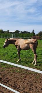 Gîte de Bealieu - 8