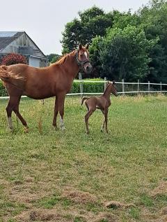 Gîte de Bealieu - 9