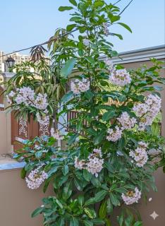 The Moonlight Meadows - 9