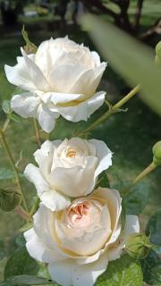 Chambre Hirondelle - 2