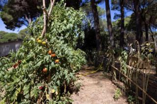 Camping Begur - de safaritent - 2