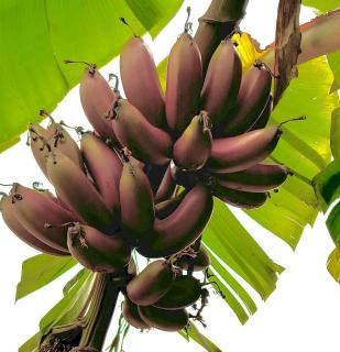 KL Ampang Flora Eco Luxury Hilltop Villa - 7