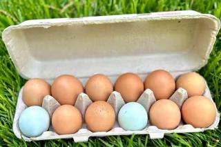 Chickens On-Site Cottage, 2 Mi to Saugatuck Falls - 6