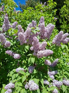 Complejo Peuma Hue - 3