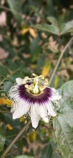 COKO Spice Gallery - 1