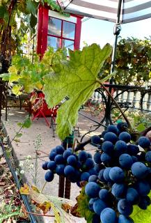 Chardonnay Lodge - 1