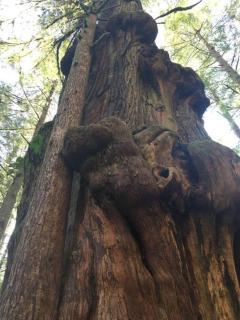 The Great Escape - Port Renfrew - 3