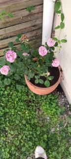 Chez Maxou - 3 ēpis Jardin Clos-Garage-Dogfriendly - 8