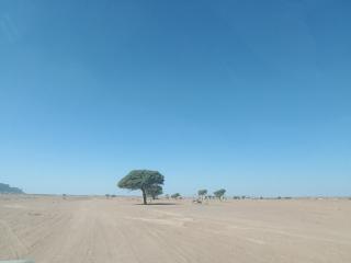 Bivouac beauté du désert - 8