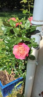 Chez Maxou - 3 ēpis Jardin Clos-Garage-Dogfriendly - 7