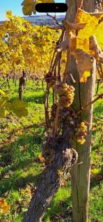 Hotel Landgasthof Simon - 4