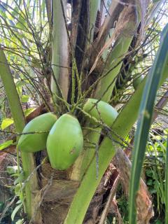 1888 North West Xaibe - 7