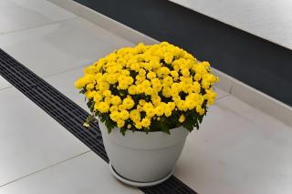 Ferienwohnung In Der Grafschaft - Altendorf - 5