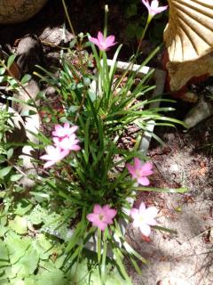 Propriedade Devas - 8