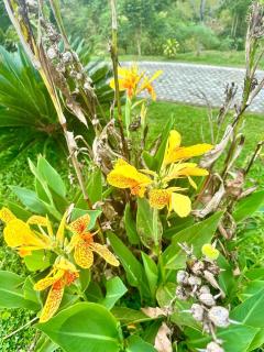 Montearroyo Gualea lodge - 4