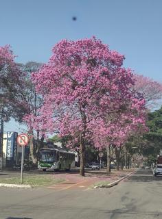 kitnet top 02 - Maringá - 2