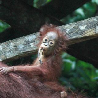 Orangutan Borneo Tour Tanjung Puting - 4