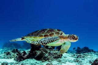 Luxury Penthouse with private rooftop pool prime location Paje Beach Zanzibar TV WIFI AC steps to the beach - 4