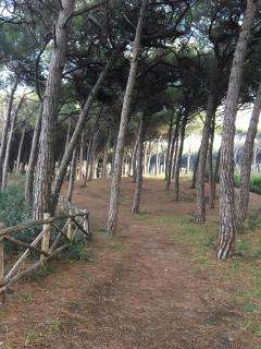Il Pinolo - Marina di Cecina - 4