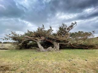 Tranquil Retreat in Rageleje-By Traum - 3