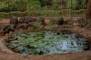 Aamaghati Jungle Retreat , Ranthambore - 1