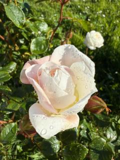 Renovated Entire 2BR Flat, Comfort, Scenic Views, Free Parking & 10 min to Ferry - 8