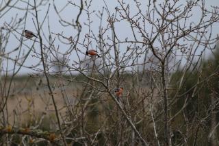 Maison typique, calme absolu, Aubrac, Lozère - 2