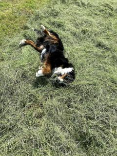 La Ferme du Bois de l'Halle - 2