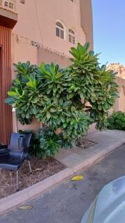 لانا العلا شقق مفروشة Lana Alula - 3