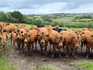 The Old Piggery, countryside barn with hot tub - 5