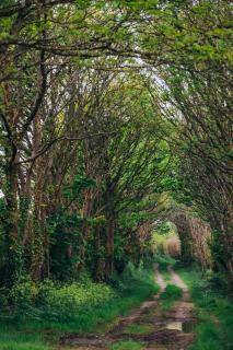 The Old Piggery, countryside barn with hot tub - 3