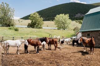 Chico Hot Springs Resort - 3