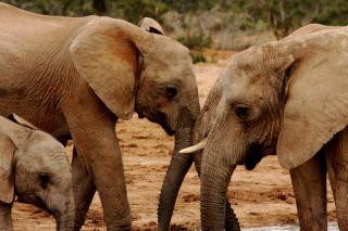 Woodall Country House and Spa - Addo - 8