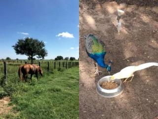 Unique Farm-Stay Cabin on Idyllic Pastureland in Wilson County, Texas - 8
