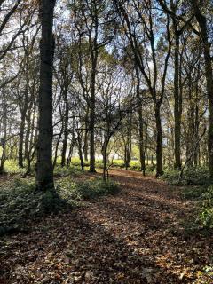 Shepherd Hut in the woods - 4