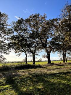 Shepherd Hut in the woods - 3