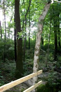 Cozy Tiny House in Tennessee Forest with Loft Beds & Country Breakfast - 1