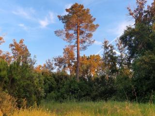 Piccolo Paradiso - Riparbella - 1